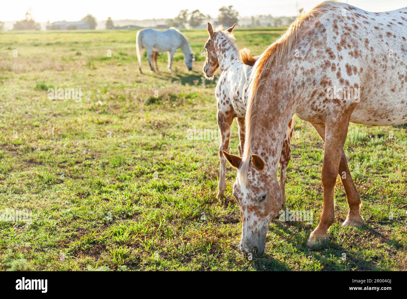 appaloosa-Fohlen mit Stute auf Pferdezuchtbetrieb im australischen Sonnenlicht Stockfoto