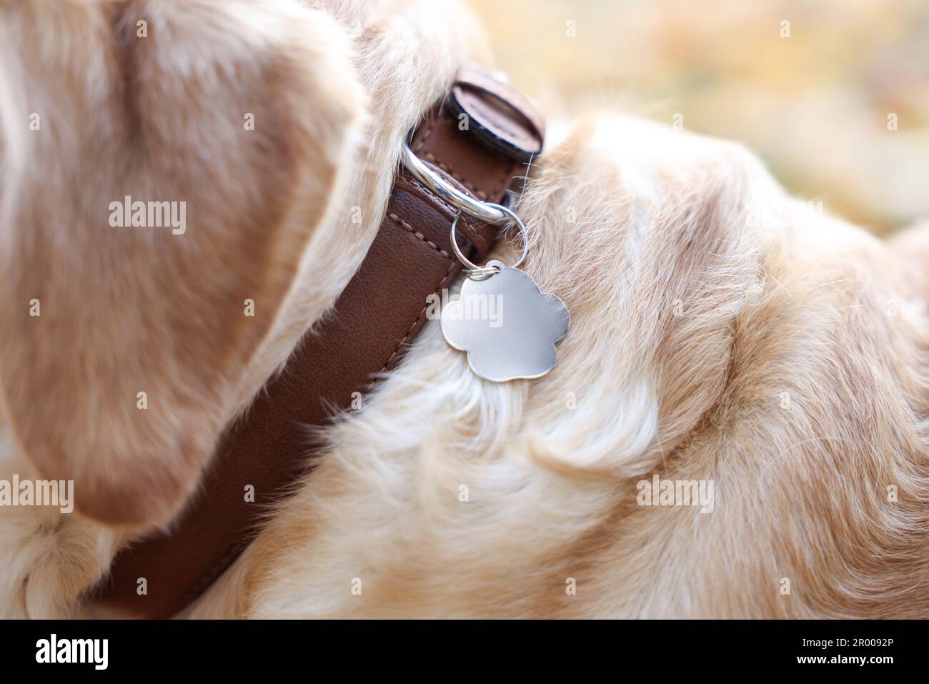 Hund im Kragen mit Metallanhänger im Freien, Nahaufnahme Stockfoto