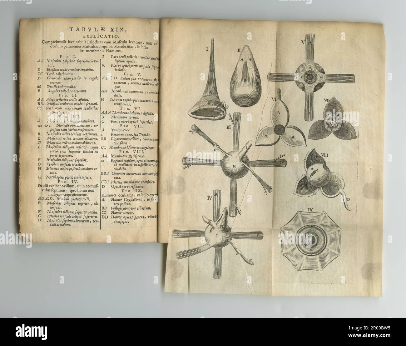 Das alte Anatomiebuch im Alter. Ein altes Anatomiebuch mit seinen Seiten. Stockfoto