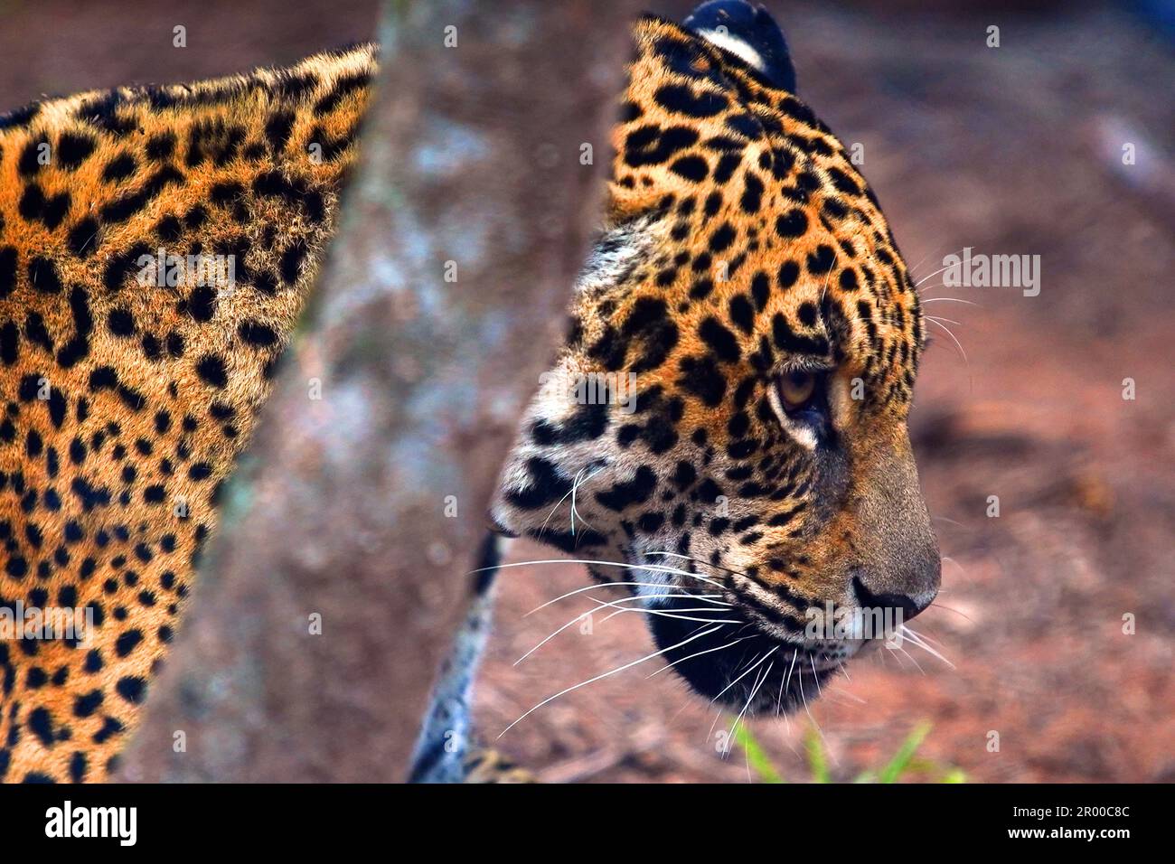 Jaguar, Yaguar, Yaguareté. Argentinien. Stockfoto