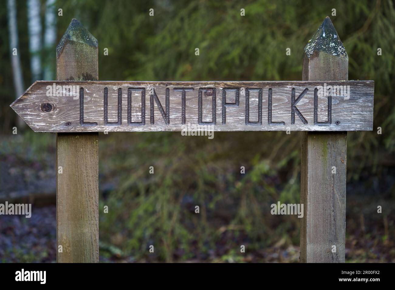 Holzschild im Wald mit dem finnischen Wort Luontopolku (Naturlehrpfad) Stockfoto