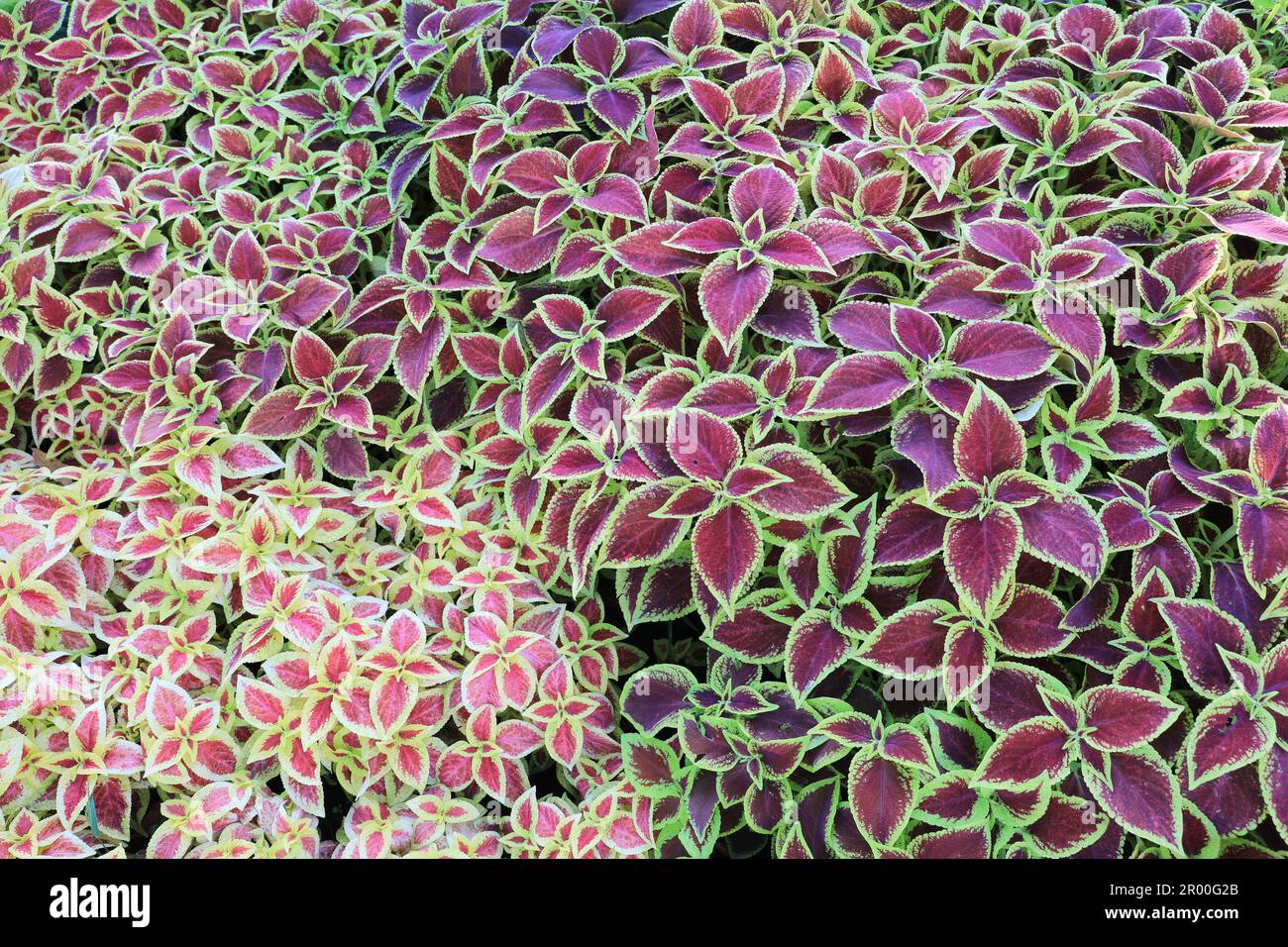 Farbenfrohe Coleus-Pflanze oder lackierte Nesselpflanze im Hintergrund Stockfoto