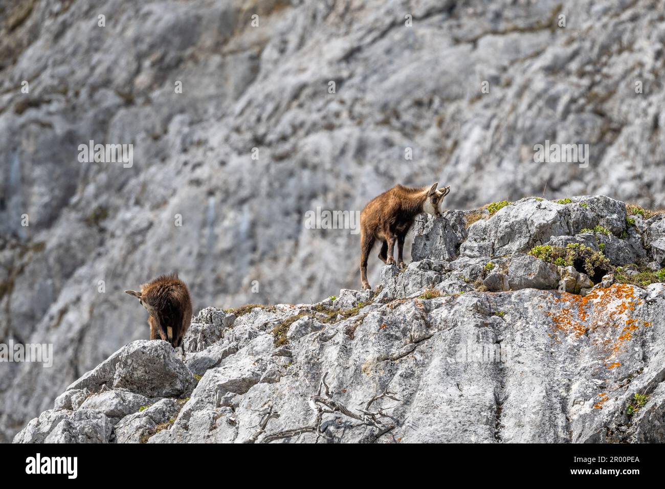 Alpine Chamois in ihrem natürlichen felsigen Lebensraum in den Hochschwabalpen in Osterreich. Stockfoto