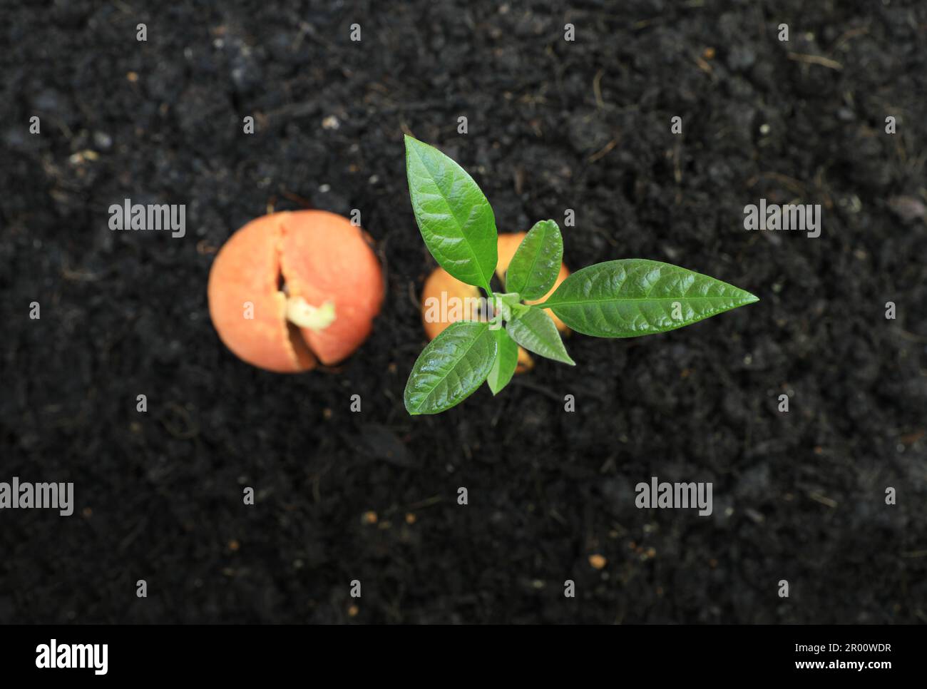 Avocadosesprossen und gekeimte Samen aus dem Boden. Stockfoto