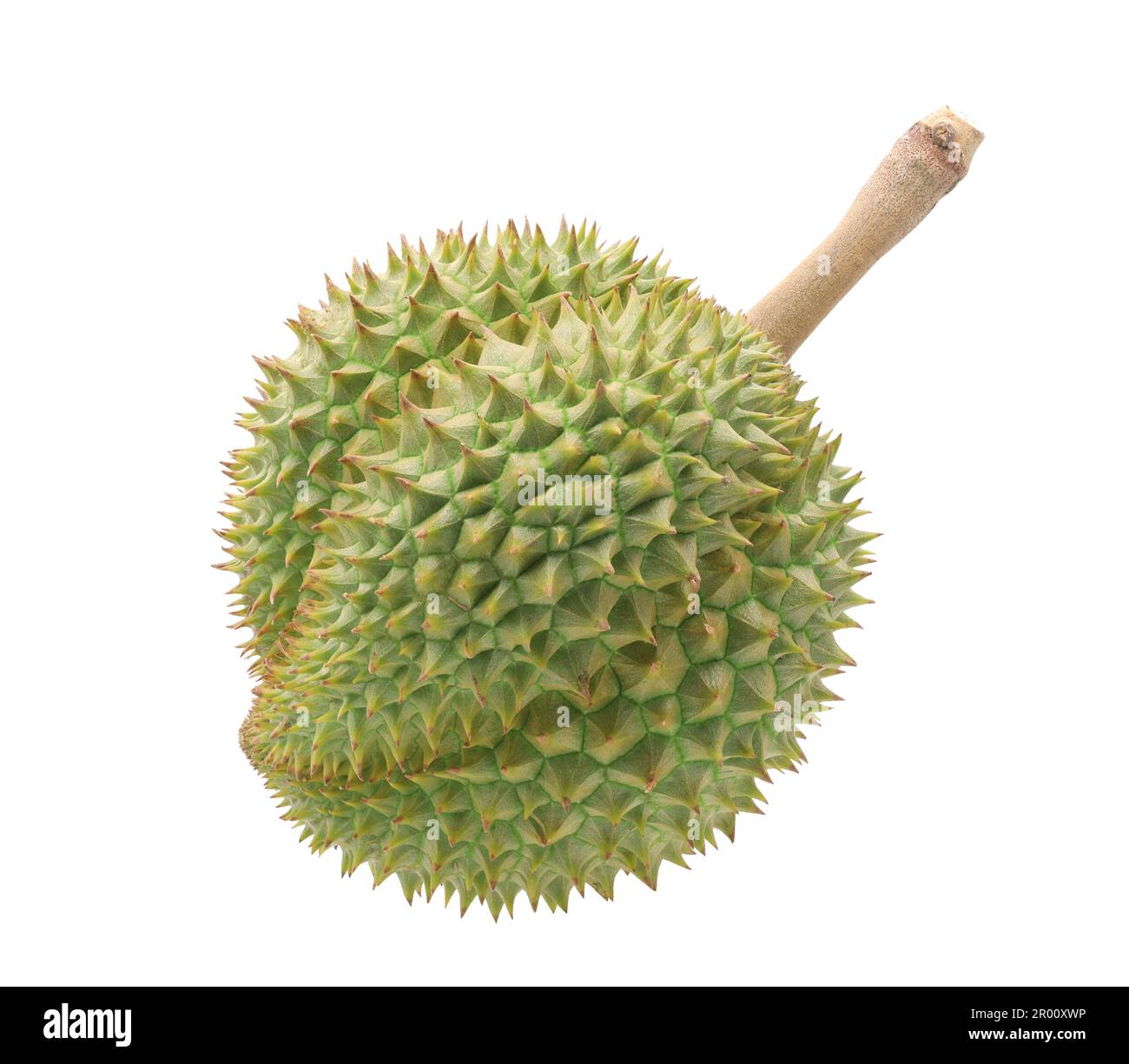 Grüne frische Durianfrucht, isoliert auf weißem Hintergrund Stockfoto