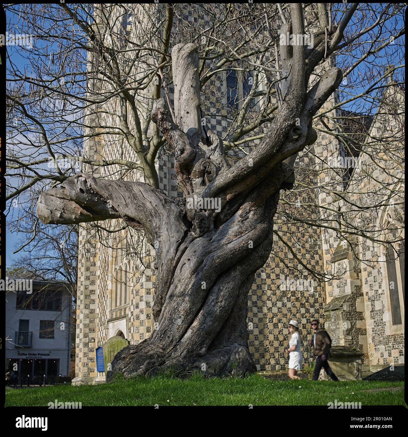 Einer der ältesten Bäume auf dem Friedhof der St. Mary's Butts Kirche, Reading, Berkshire. Stockfoto