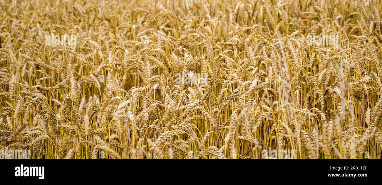 Nahaufnahme von Golden Wheat auf dem Bauernfeld in Irland. Hintergrund Weizenfeld Stockfoto