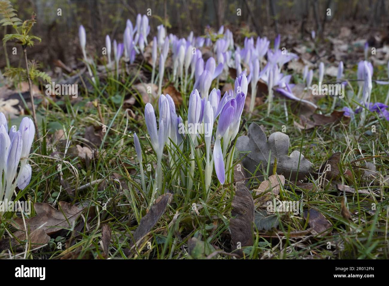 Junger lila Krokus in der Abendsonne auf einer Wiese Stockfoto