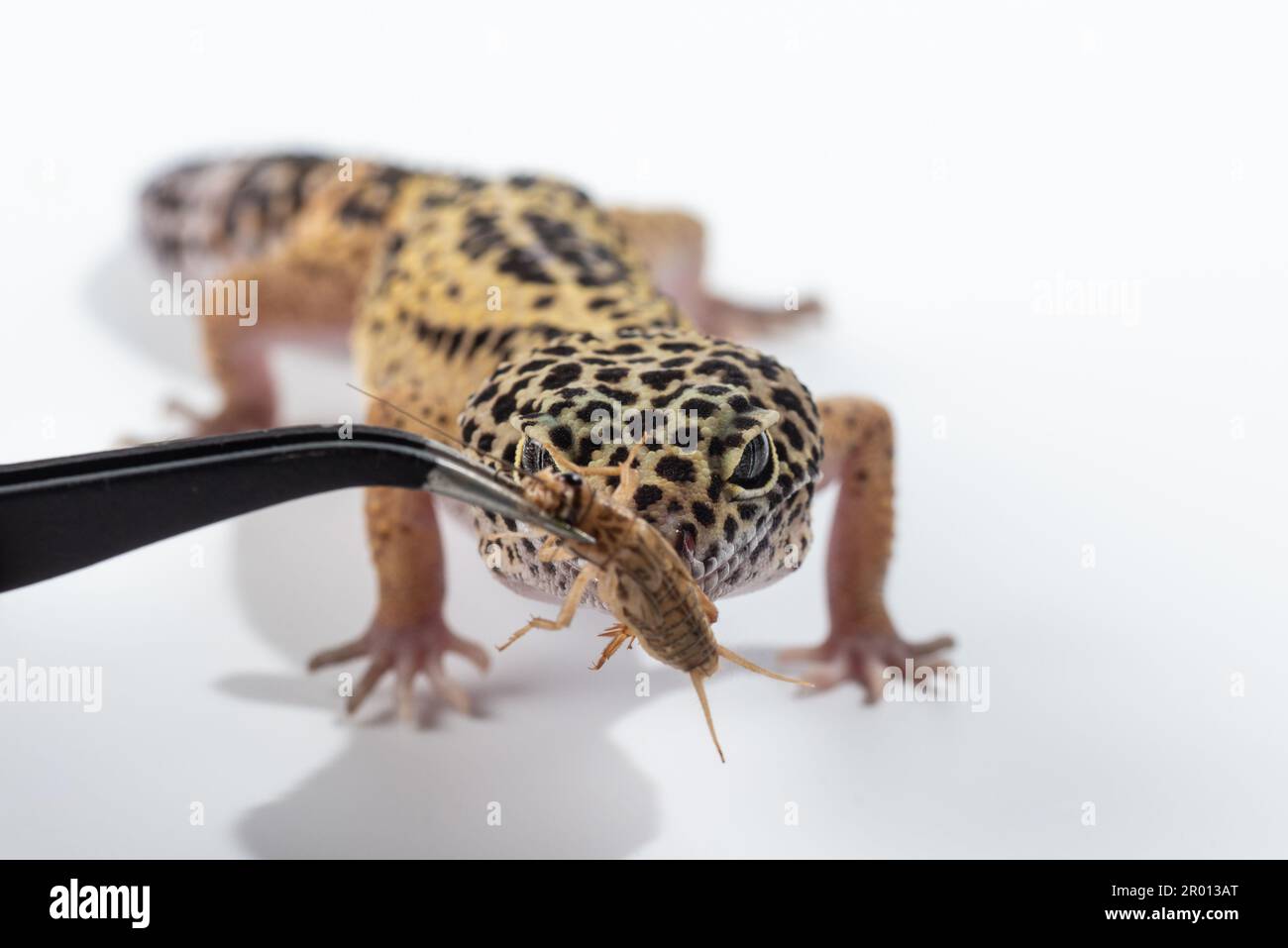 Eine braune und schwarze Gecko-Eidechse, die versucht, Käfer zu fangen, isoliert auf weißem Hintergrund Stockfoto