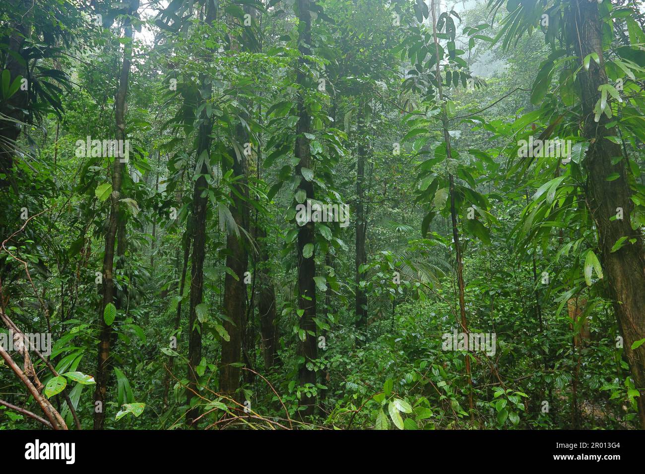 Das Innere des Amazonas-Regenwaldes in Französisch-Guayana. Primärer Regenwald, Amazonien. Brasilianischer Dschungel, Bäume im Regenwald. Stockfoto