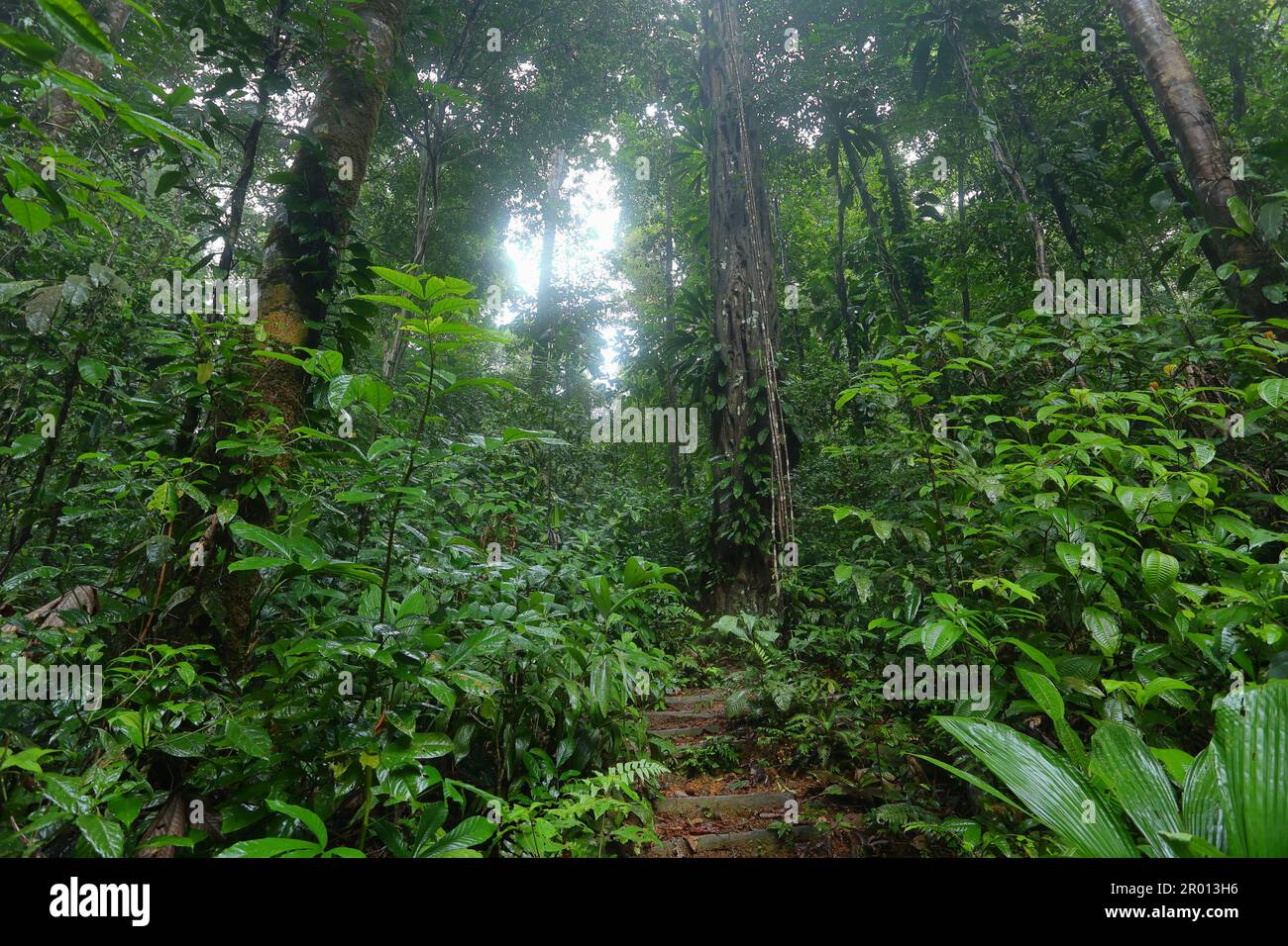 Das Innere des Amazonas-Regenwaldes in Französisch-Guayana. Primärer Regenwald, Amazonien. Brasilianischer Dschungel, Bäume im Regenwald. Stockfoto