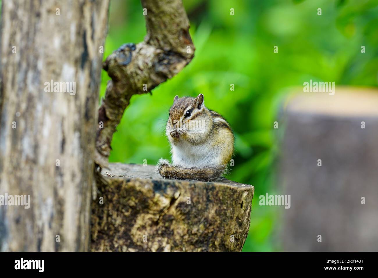 Süße Streifenhörnchen, die im Wald aktiv sind Stockfoto