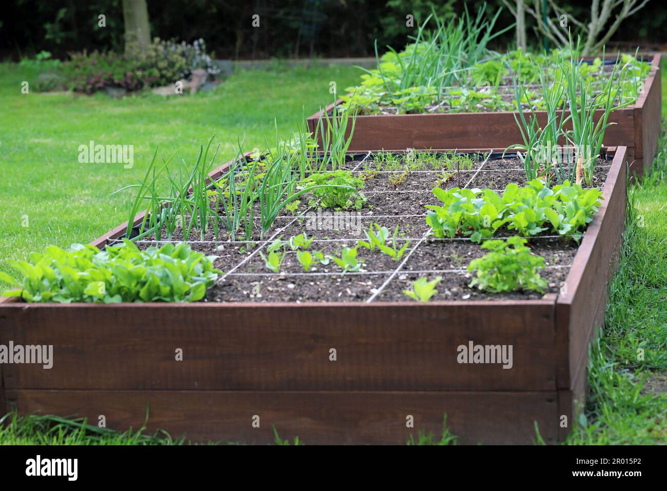 Hochbeete in einem städtischen Garten, in dem Pflanzen Kräuter, Gewürze und Gemüse wachsen. Stockfoto