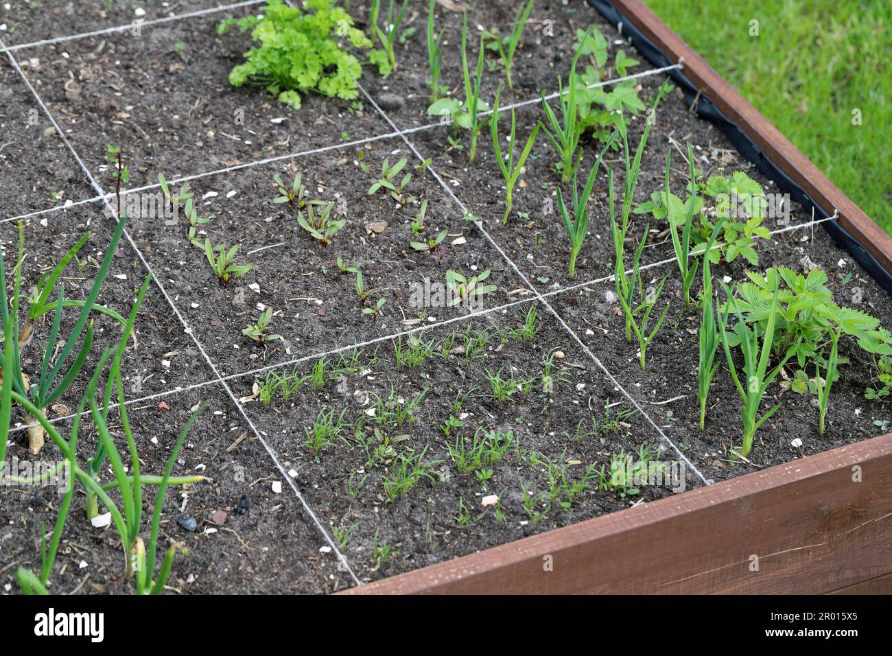 Ein moderner Gemüsegarten mit erhöhten Ziegelbeeten. Hochbeete im Stadtgarten. Stockfoto