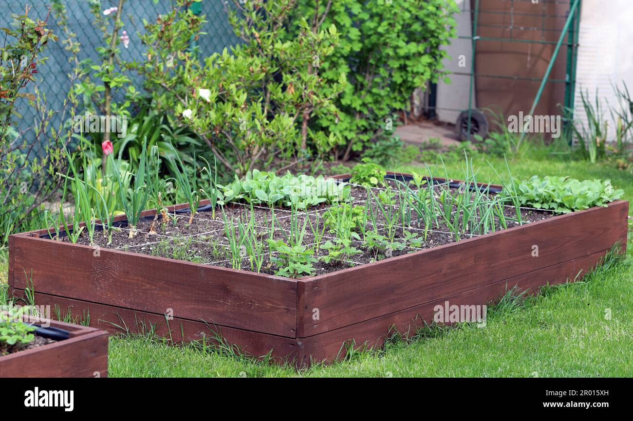 Ein moderner Gemüsegarten mit erhöhten Ziegelbeeten. Hochbeete im Stadtgarten. Stockfoto