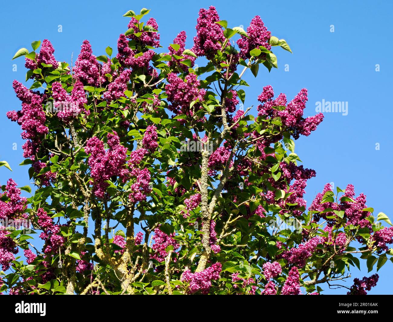 Flieder (Syringa vulgaris) und seine roten Blüten, die auf der Balkan-Halbinsel heimisch sind, auf blauem Himmelshintergrund. Stockfoto