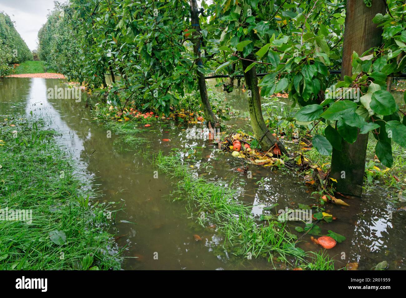 Motueka, Tasman Region / Aotearoa / Neuseeland - 6. Mai 2023: Überfluteter Obstgarten in Motueka, Äpfel wackeln im Hochwasser. Stockfoto