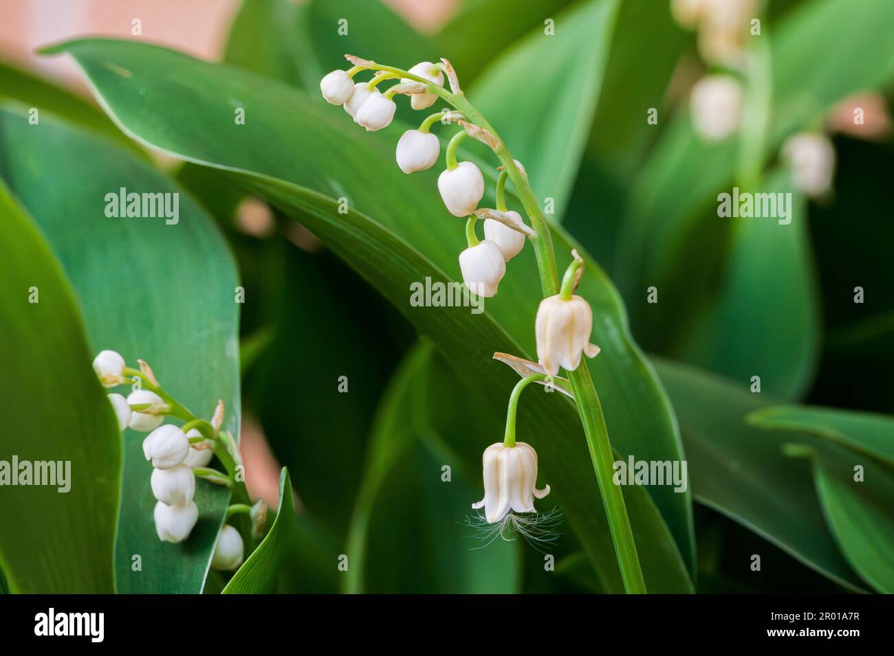 Lily of the Valley ist eine rhizomatöse, mehrjährige krautige Pflanze, die  zur Familie der Asparagaceae gehört und von Europa bis zum Kaukasus weit  verbreitet ist Stockfotografie - Alamy