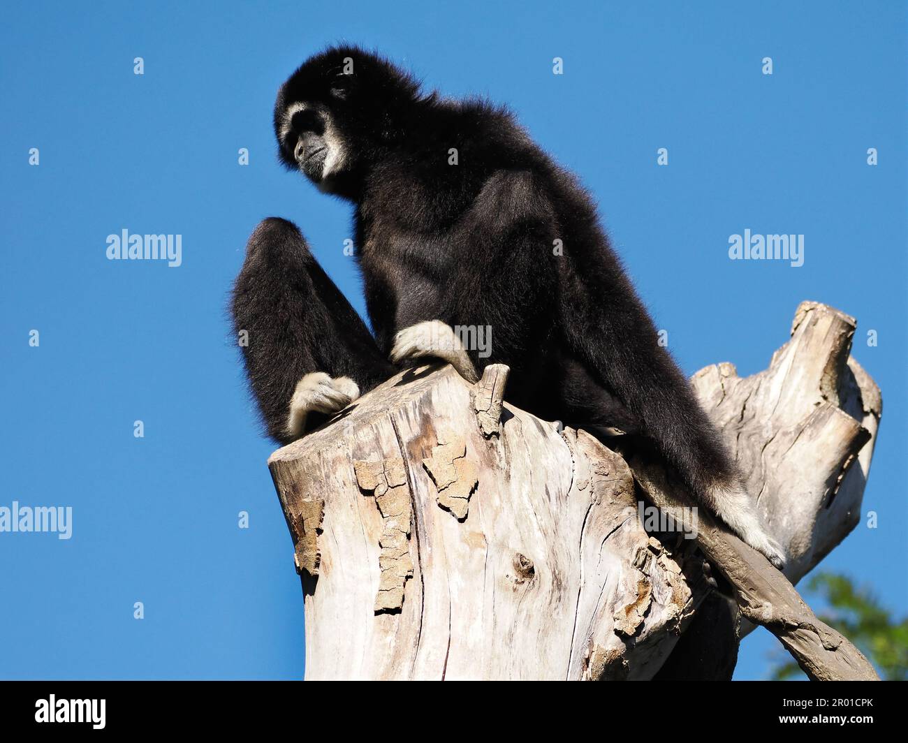 Der Alargibbon oder der Weißhandgibbon (Hylobatlar) auf dem Baumstamm auf blauem Himmelshintergrund Stockfoto