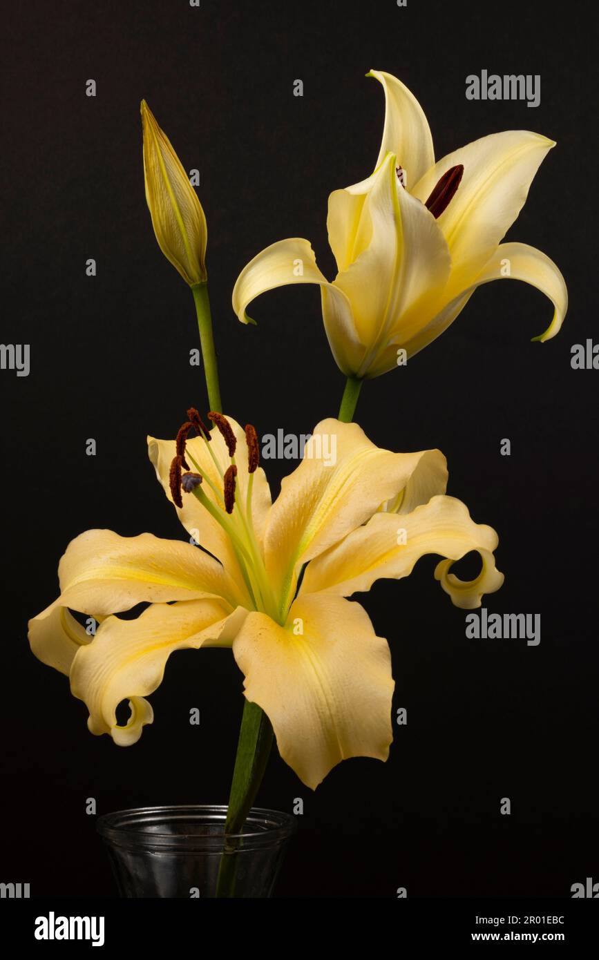 Genaue Details der weißen Sterngucker-Lilien. Mit schwarzem Hintergrund aufgenommen, sind Lilium bulbusförmige Stauden Stockfoto