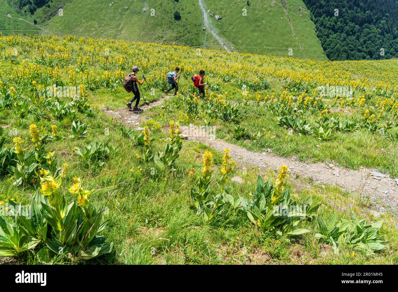 Wanderer, die den Plato de Campsaure zwischen gelben Enzianblüten, Pyrenäen-Gebirge, Frankreich durchqueren. Stockfoto