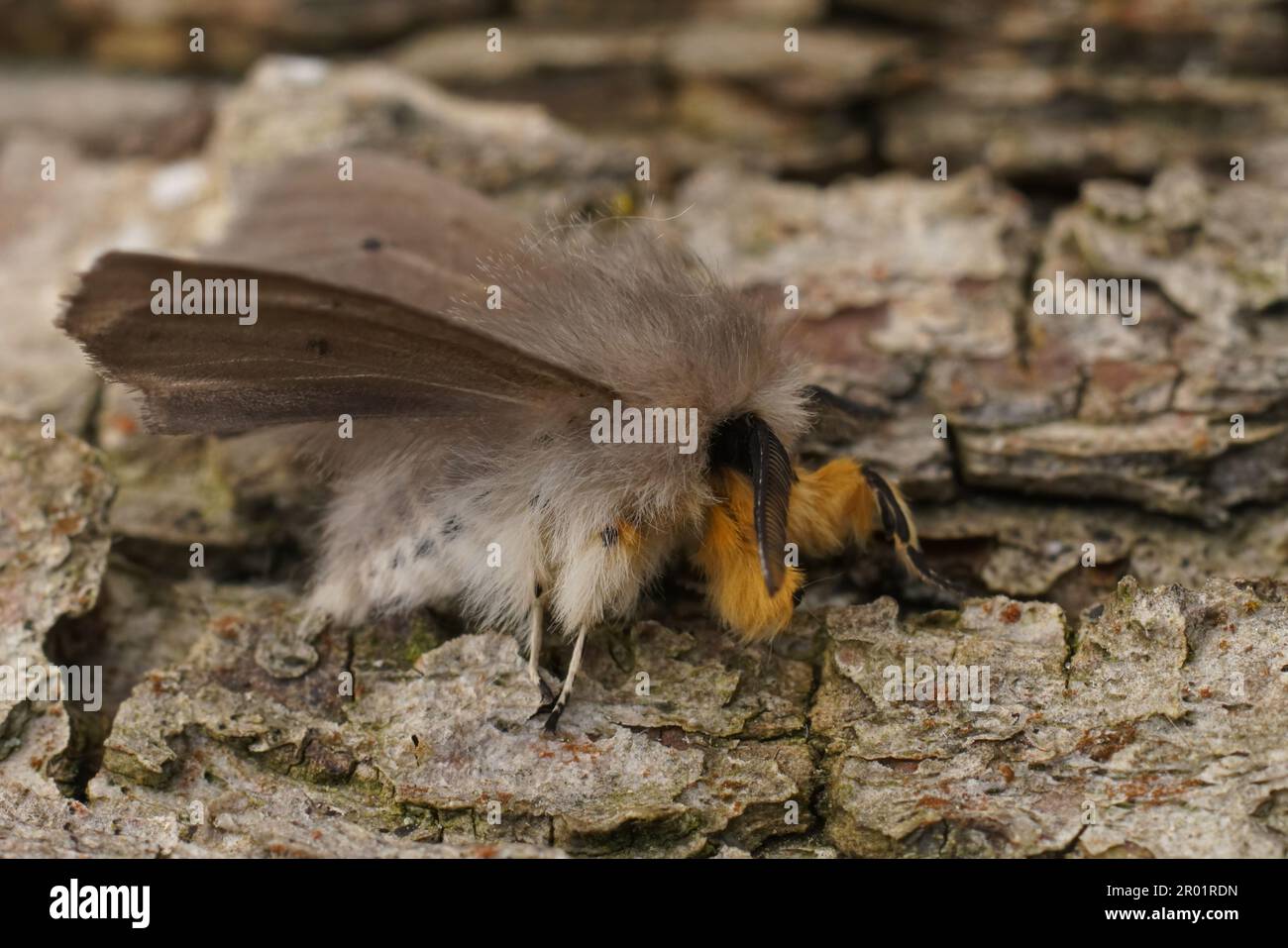 Natürliche, detaillierte Nahaufnahme auf einer haarigen, grauen Muslin-Motte, Diaphora mendica, auf Holz sitzend Stockfoto