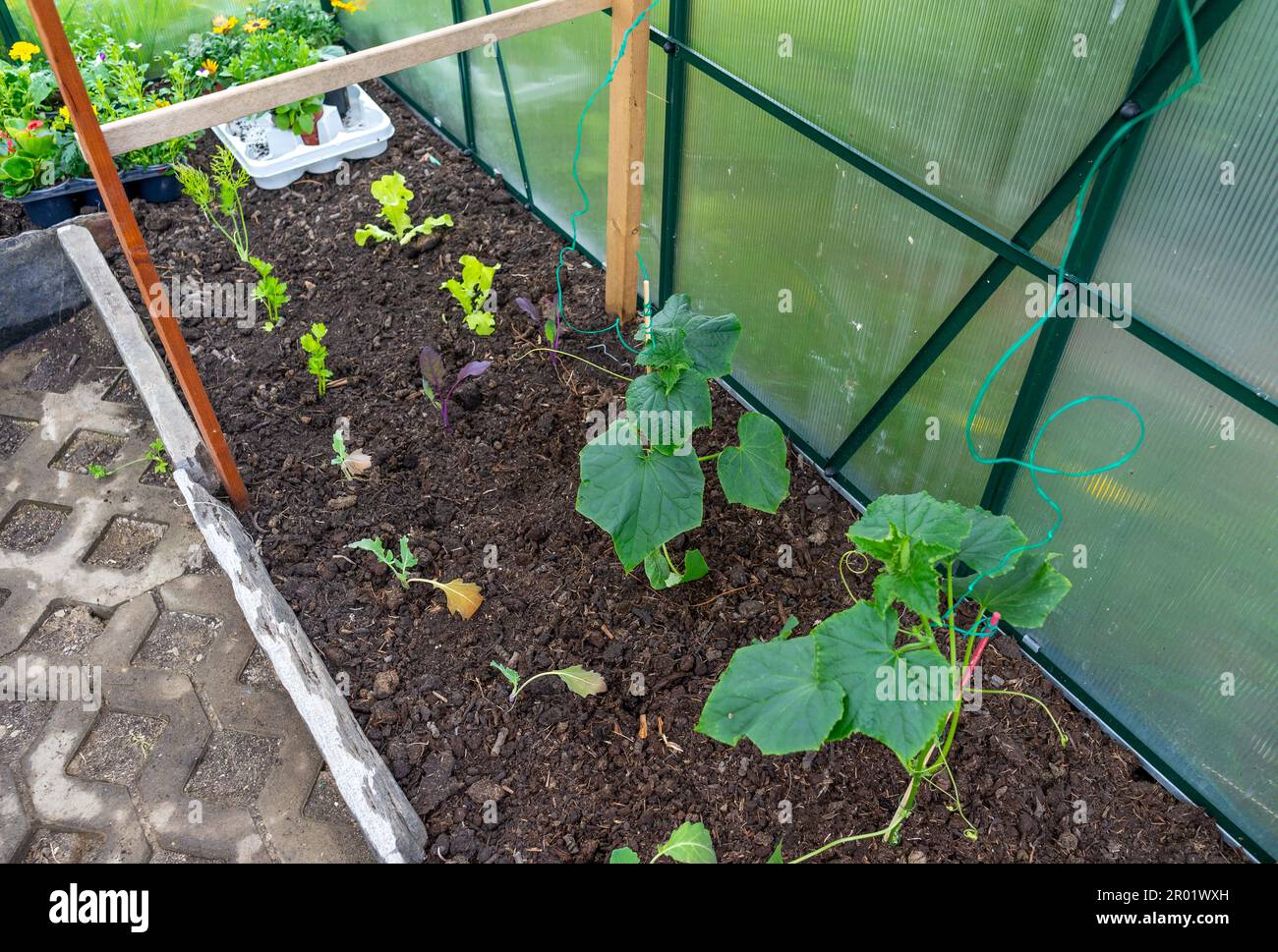 Setzlinge in einem Gewächshaus im Frühjahr Stockfoto