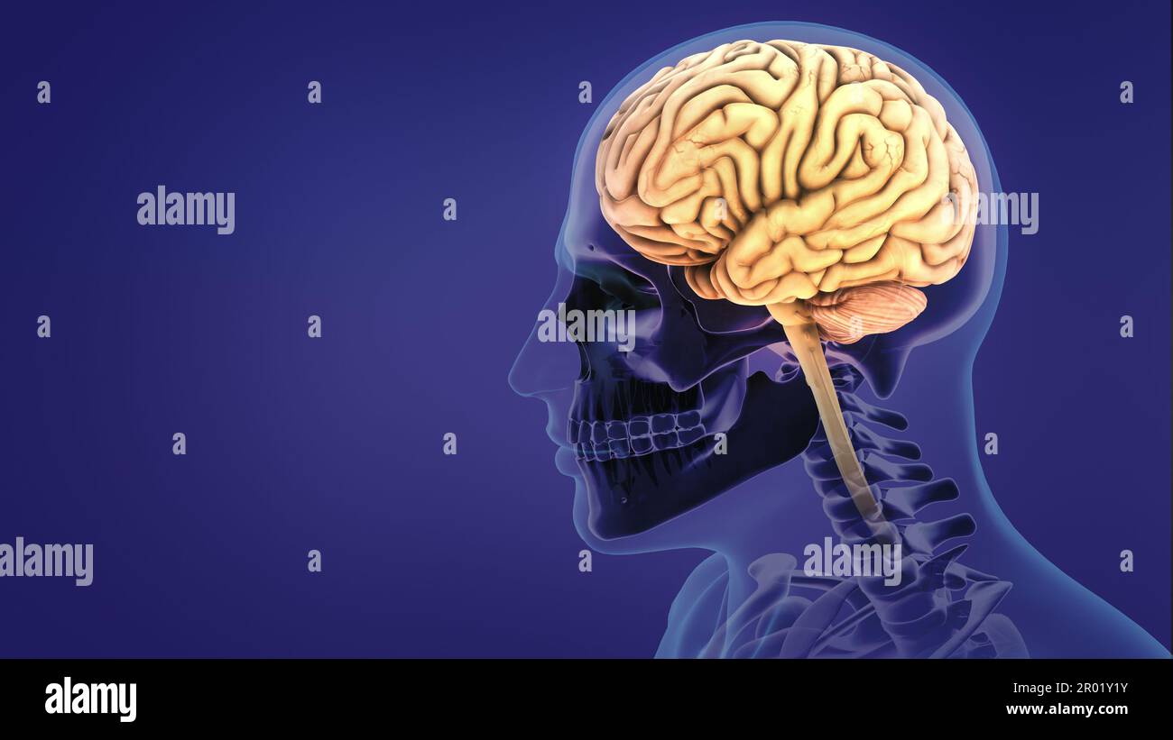 Hirnanatomie des menschlichen Nervensystems Stockfoto