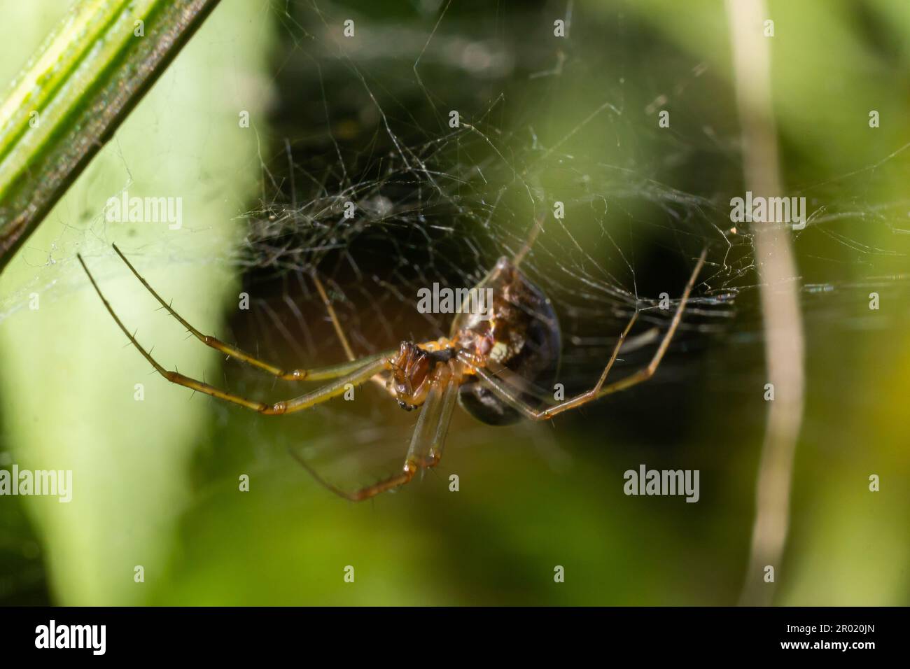 Neriene peltata ist eine Spinnenart der Familie Linyphiidae. Stockfoto