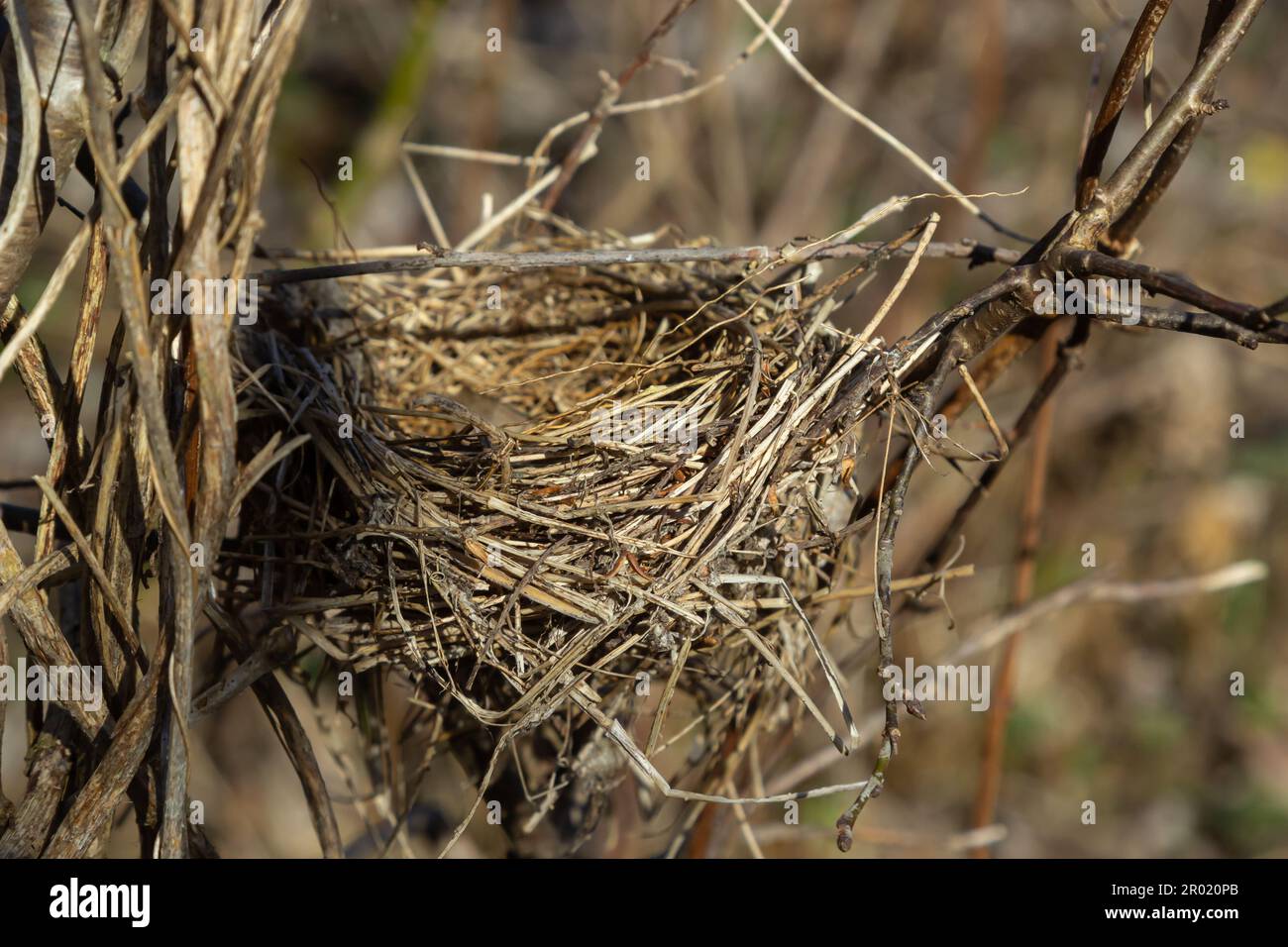 Ein leeres Vogelnest. Frühlingswald, im Busch gibt es ein verlassenes Vogelnest, das zurückkehrt, um Eier zu legen und Nachkommen aufzuziehen. Stockfoto