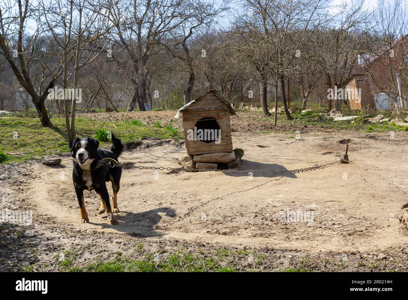 Schwarzer Bastardhund an der Kette auf altverwittertem Holzzwingerhaus im ländlichen Hinterhof am Sommertag. Stockfoto