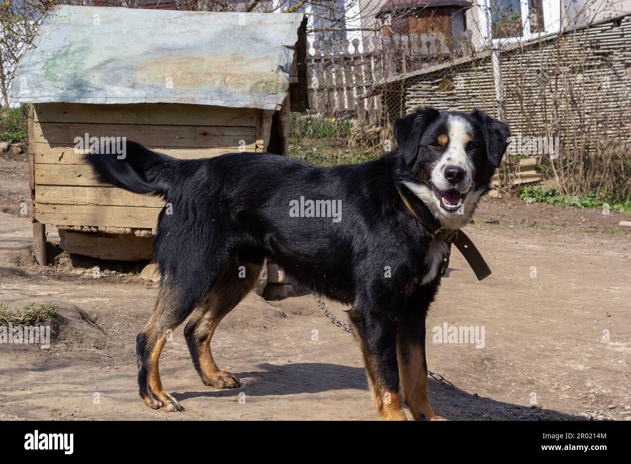 Schwarzer Bastardhund an der Kette auf altverwittertem Holzzwingerhaus im ländlichen Hinterhof am Sommertag. Stockfoto