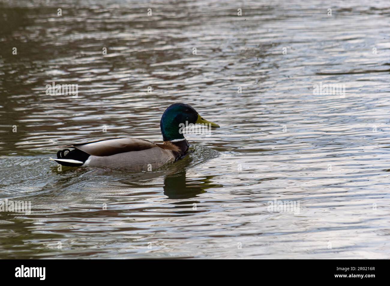 Auf einem Teich schwimmende Stockente mit Reflexion im Wasser. Eine Stockente quakend auf einem See. Stockfoto