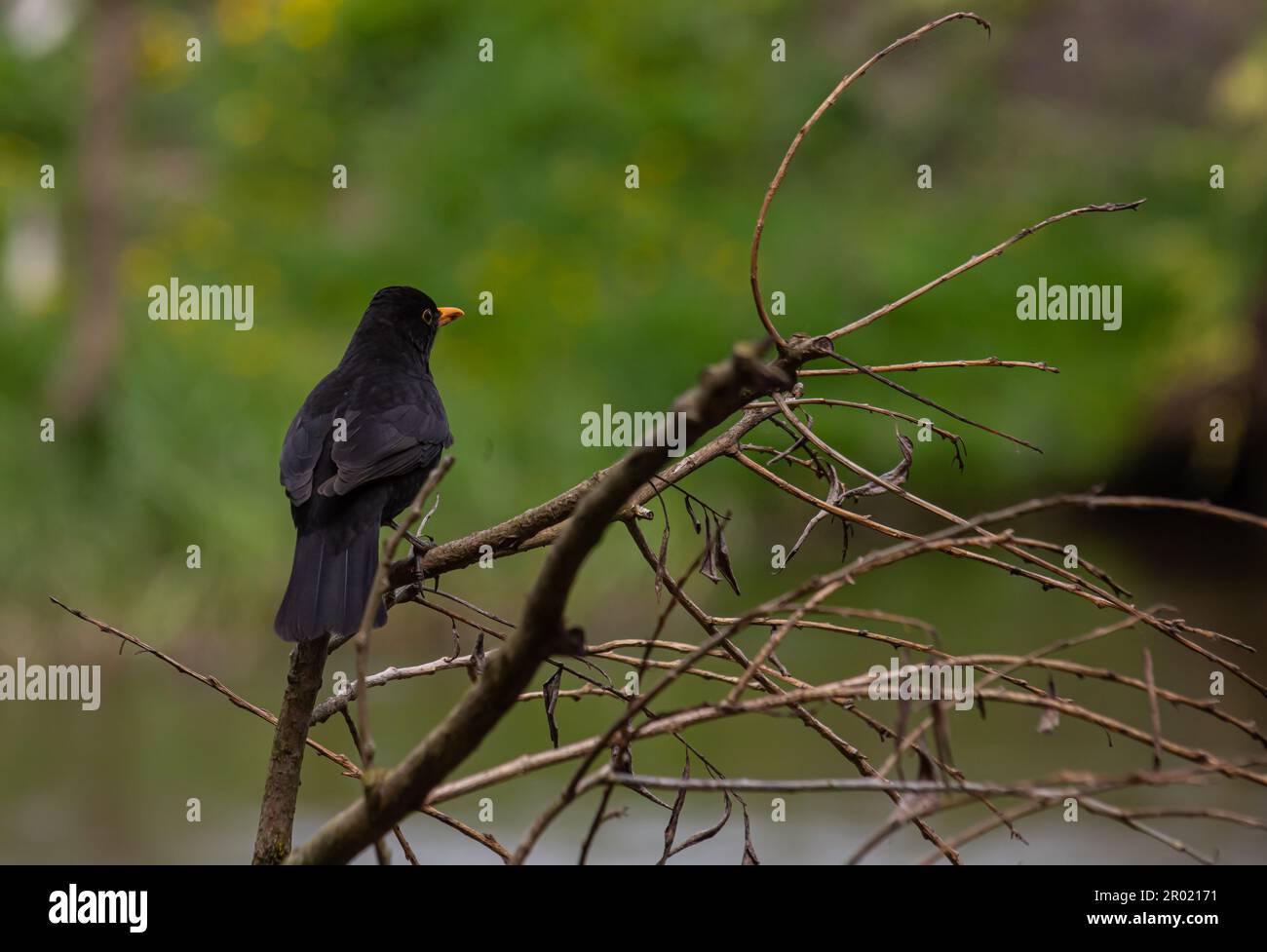 Der Rotbarsch Turdus merula ist ein relativ großer Langschwanzvogel, weit verbreitet und häufig und daher einer der beliebtesten und am besten lebenden Seekühe Stockfoto