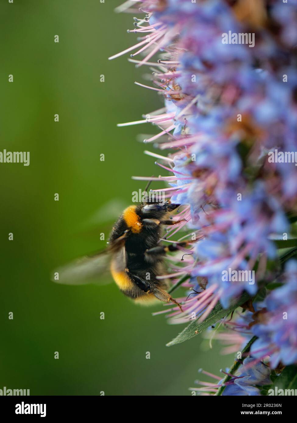 Bumblebee-Königin (Bombus terrestris), die sich von dem in La Palma heimischen Blauen Bugloss (Echium webbii) ernährt und in der mediterranen Biome blüht Stockfoto