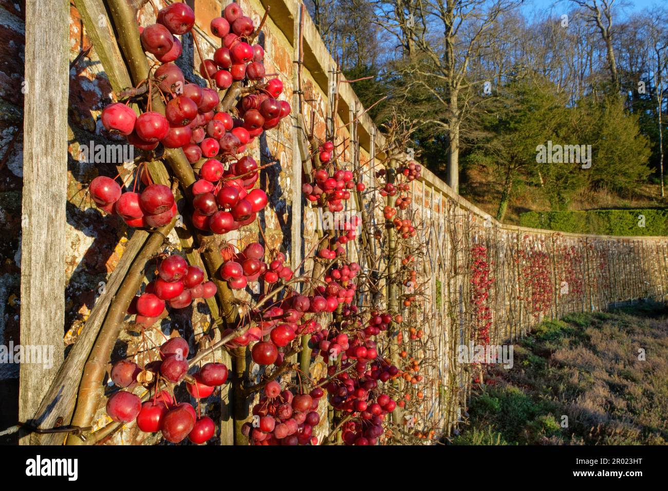 Krabbenäpfel (Malus sylvestris), die auf besonders großen Obstbäumen in kräftiger Reife reifen, flach an einer Gartenwand ausgebildet, Newt, Bruton, Somerset, Vereinigtes Königreich, Janu Stockfoto