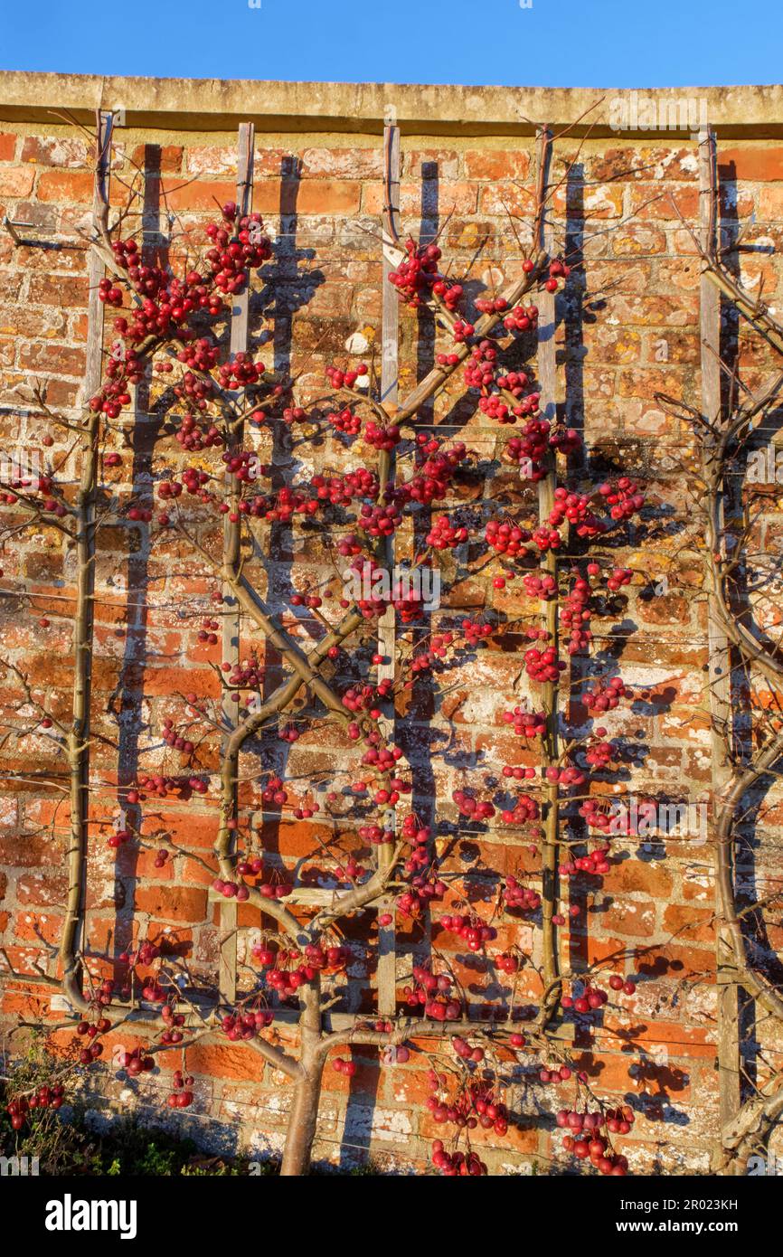 Krabbenäpfel (Malus sylvestris), die auf besonders großen Obstbäumen in kräftiger Reife reifen, flach an einer Gartenwand ausgebildet, Newt, Bruton, Somerset, Vereinigtes Königreich, Janu Stockfoto