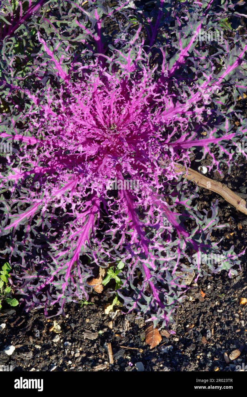 Zierkohl „Peacock Red“ (Brassica oleracea), der in einem Gemüsegarten angebaut wird, Somerset, Vereinigtes Königreich, Januar. Stockfoto