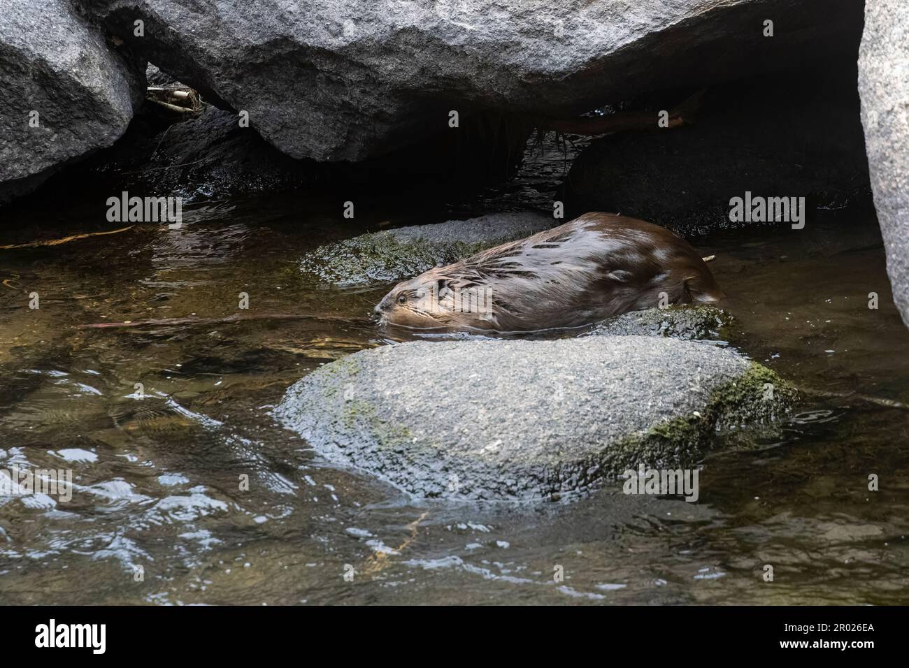 Beaver schwimmen im South Platte River im Eleven Mile Canyon Stockfoto