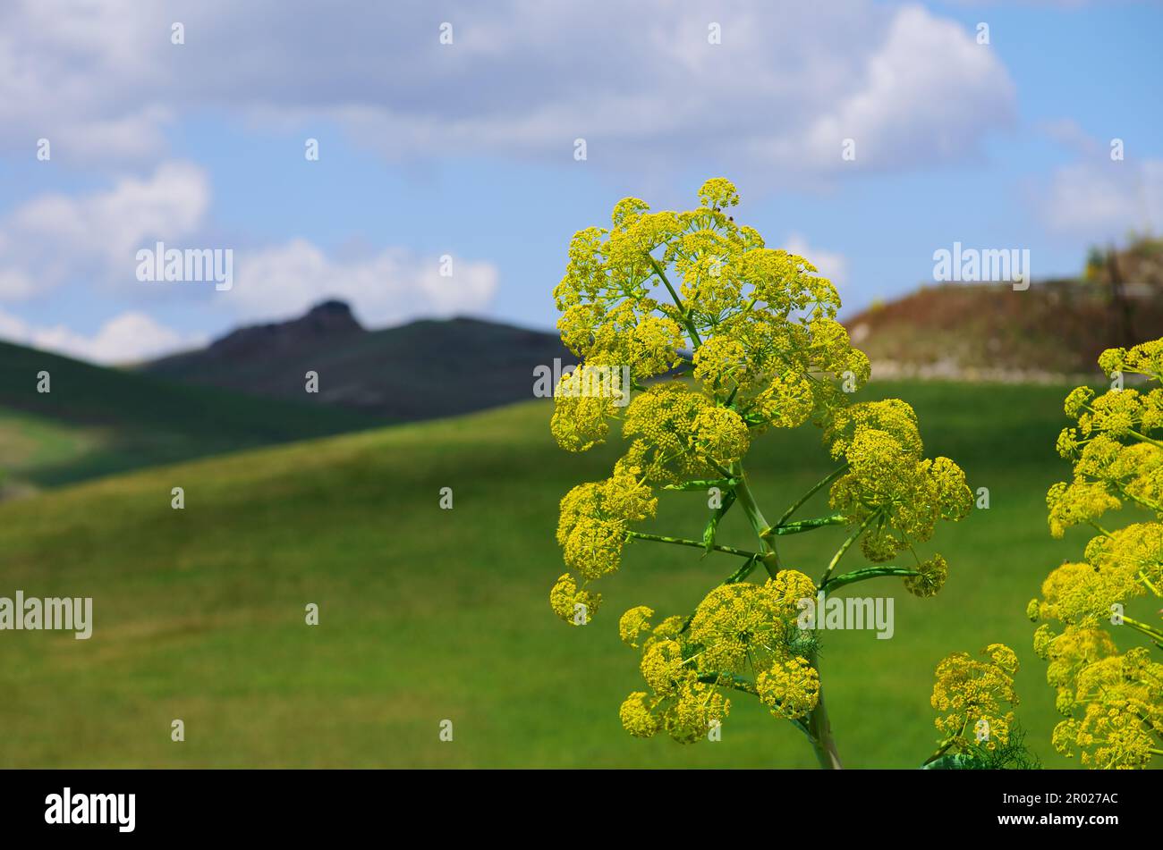 Frühlingsgelbe Wildblumen und ländliche Landschaft in Sizilien, Italien Stockfoto