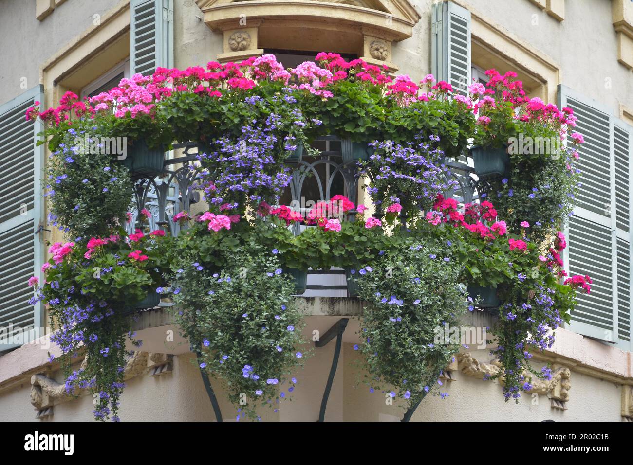 Frankreich, Elsass, Colmar, Stadtzentrum, Altstadt, Schöner Balkon mit blühenden Geranien, mit Blumen bepflanztes Erkerfenster Stockfoto