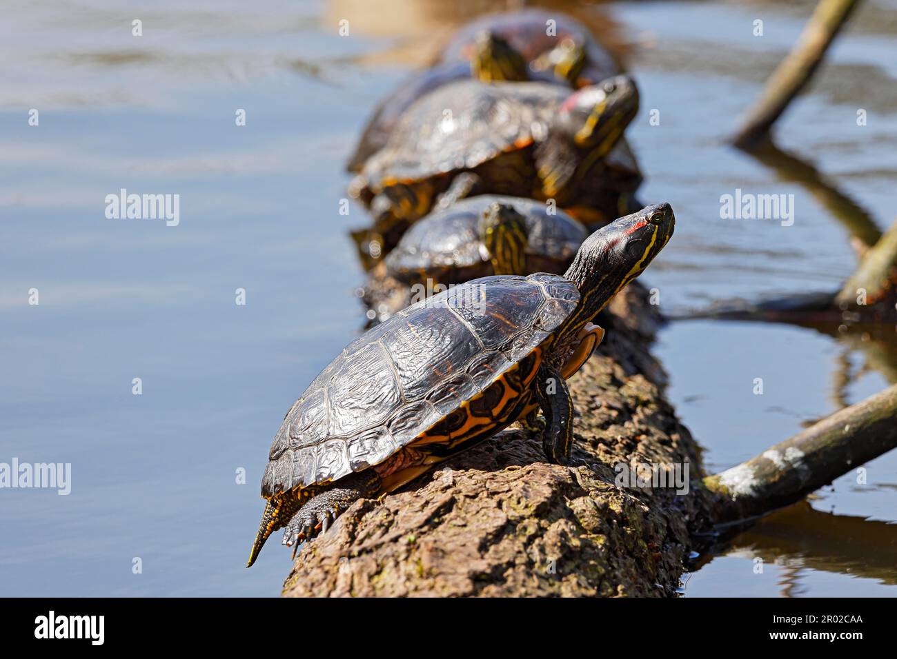 Rotohr-Slider (Trachemys scripta elegans) sonnen sich auf einem Baumstamm im Wasser, Hamburg, Deutschland Stockfoto