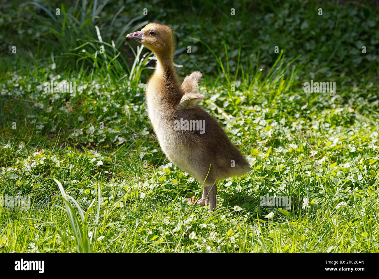 Gänsehaut (Anser anser), Gosling in einer Wiese, Schleswig-Holstein, Deutschland Stockfoto