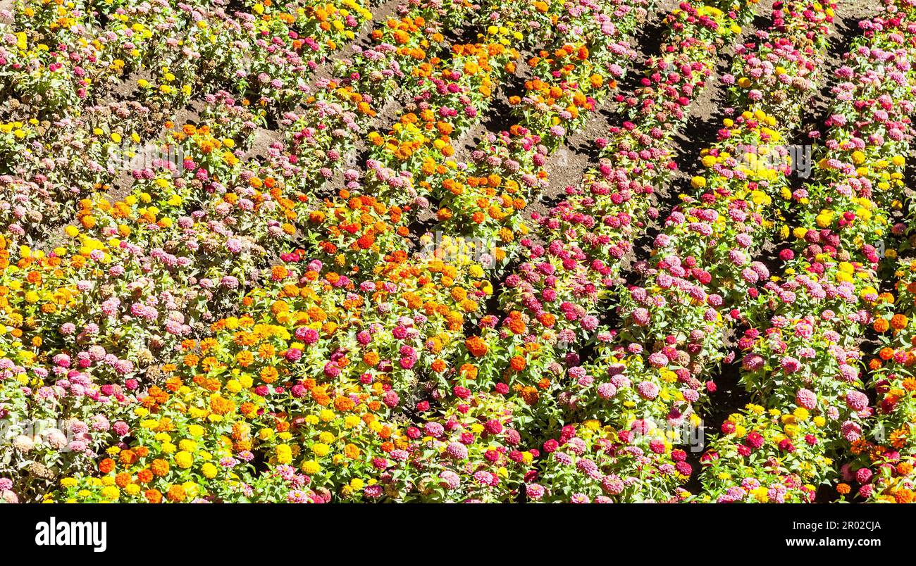 Tagetes farbigen Feld, während Frühjahrssaison kultiviert Stockfoto