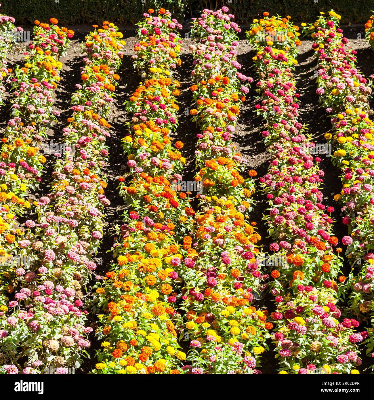 Tagetes farbigen Feld, während Frühjahrssaison kultiviert Stockfoto