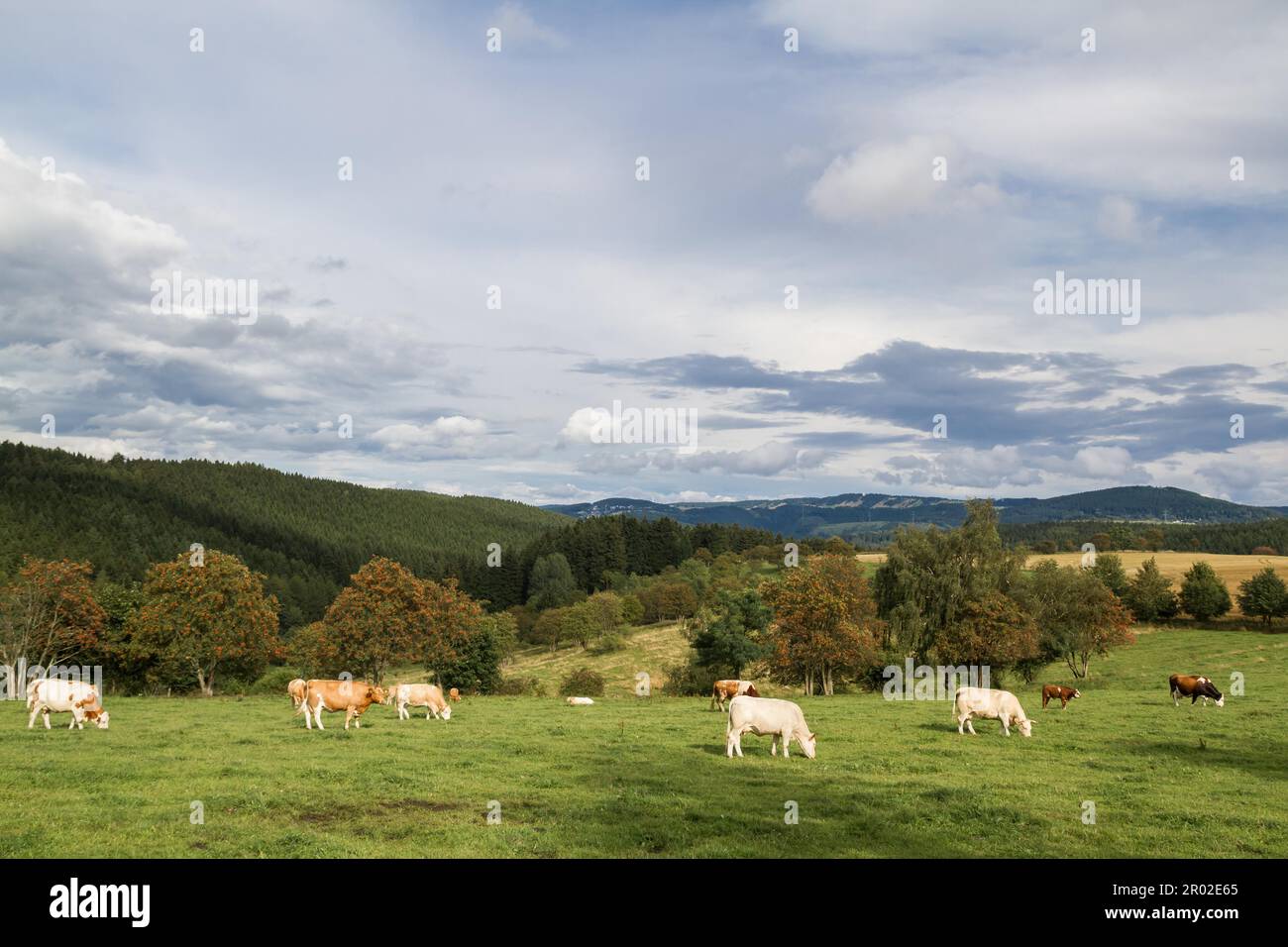 Viehzuchtweide Stockfoto