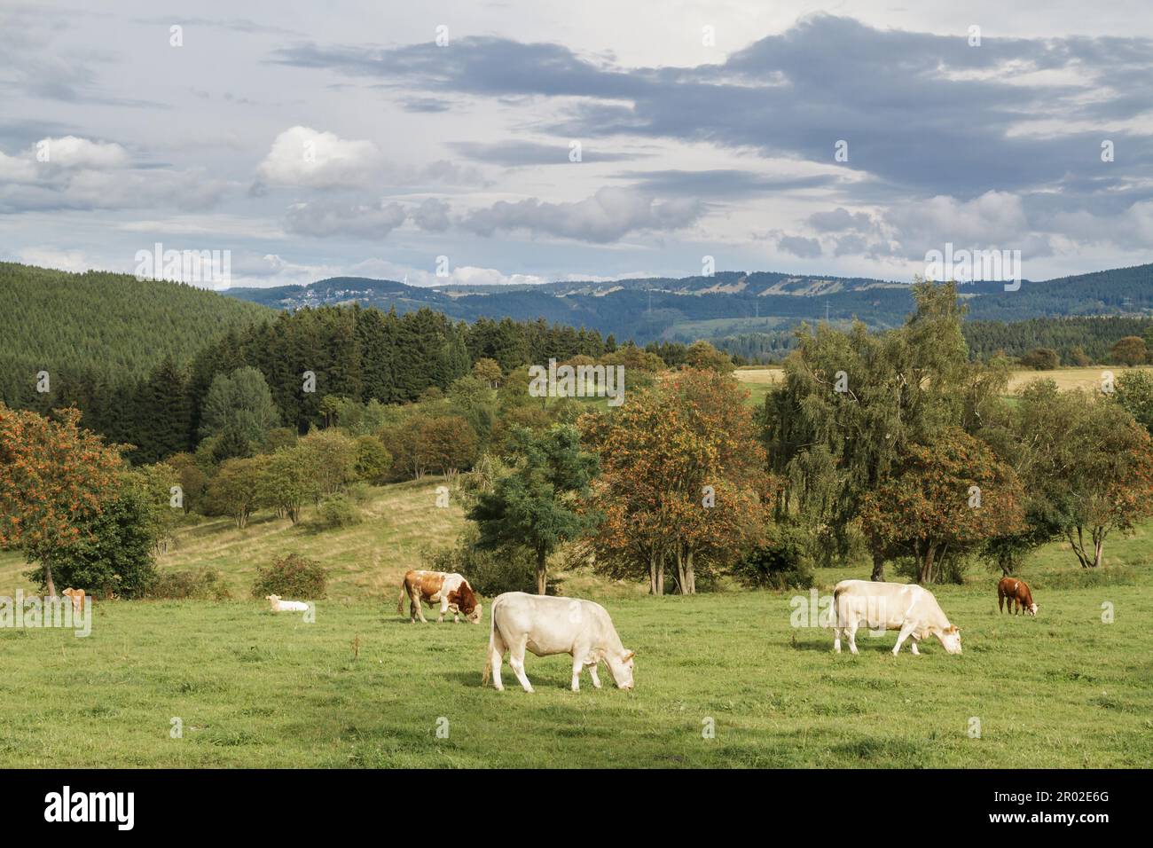 Viehzuchtweide Stockfoto