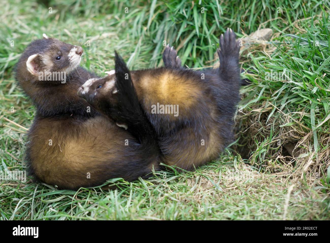 Europäischer Iltis (Mustela Putorius) Stockfoto