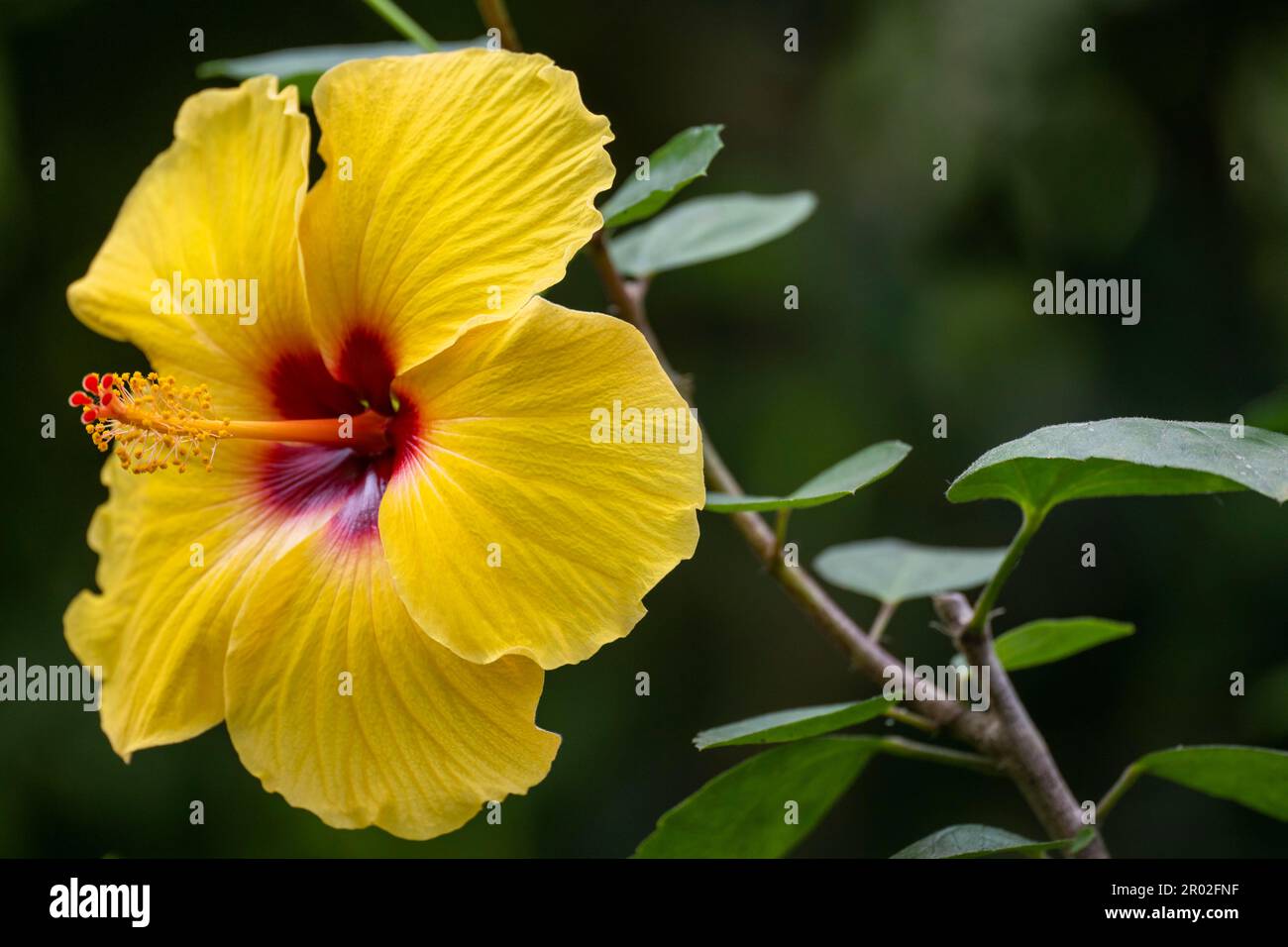 Chinesischer Hibiskus (Hibiscus rosa-sinensis), Hibiskusblüte mit Pistil und Stäbchen, gelb, Deutschland Stockfoto