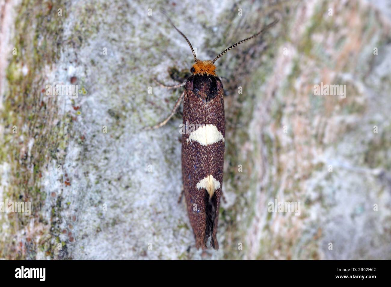 Gefiedertes Blattschneider (Incurvaria masculella), Motte der Familie Incurvariidae. Raupen sind Schädlinge, Parasiten vieler Pflanzen. Stockfoto